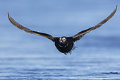 Long-tailed Duck (Clangula hyemalis), front view of an adult male in flight, Northeastern Region, Iceland