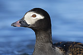 Long-tailed Duck (Clangula hyemalis), close-up of an adult male, Northeastern Region, Iceland