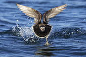 Long-tailed Duck (Clangula hyemalis), front view of an adult male in flight, Northeastern Region, Iceland