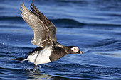 Long-tailed Duck (Clangula hyemalis), side view of an adult male in flight, Northeastern Region, Iceland