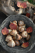 Tulip bulbs (Tulipa sp) in a basket, autumn planting for spring flowering