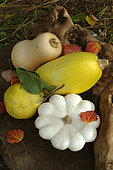 Spaghetti field pumpkin (Cucurbita pepo), Butternut squash (Cucurbita moschata), Scallop squash (Cucurbita pepo) and Quince (Cydonia vulgaris), autumn fruit and vegetables
