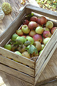 Cage of mixed apples, Canadian apples, Granny smith apples and red apples