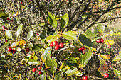 Cockspur hawthorn, Crataegus persimilis 'Prunifolia', fruits
