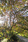 Full Moon Maple, Acer japonicum 'Aconitifolium' in autumn