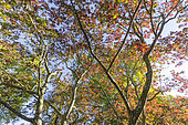 Erable du Japon, Acer japonicum 'Aconitifolium' en automne