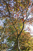 Full Moon Maple, Acer japonicum 'Aconitifolium' in autumn