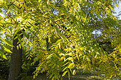 Black walnut, Jugalns nigra, foliage