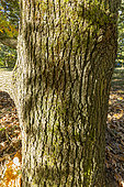 Hungarian Oak, Quercus frainetto, trunk