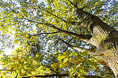 Hungarian Oak, Quercus frainetto, in autumn