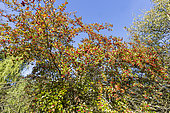 Cockspur hawthorn, Crataegus persimilis 'Prunifolia', fruits