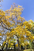 Golden rain tree, Koelreuteria paniculata, in autumn
