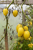 Tomatoes 'Roman candle' in a greenhouse in autumn, Moselle, France
