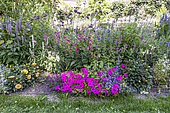 Petunia, Agastache and Dahlia border in summer, Alsace, France
