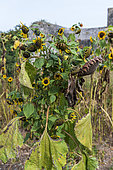 Faded sunflowers in a garden in late summer, Pas de Calais, France