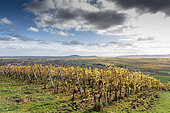 Alsatian vineyard on the heights of Westhoffen in autumn, Bas-Rhin, Alsace, France