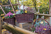 Wicker baskets filled with flowering heather and cyclamen in a garden in autumn, Germany