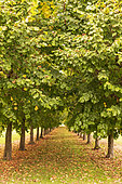 Alley lined with large-leafed lime trees (Tilia platyphyllos) in autumn, Oise, France