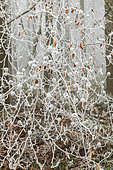 Frosted fruits on branches of Common Beech (Fagus sylvatica) in winter, Moselle, France