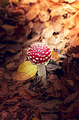 Fly Agaric (Amanita muscaria) in undergrowth, Northern Vosges, Moselle, France
