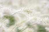 Feathertop grass (Pennisetum villosum), Vaucluse, France