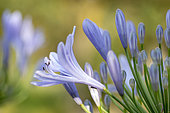African lily (Agapanthus africanus) flowers