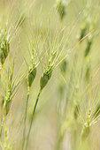 Ovate goatgrass (Aegilops geniculata), Gard, France
