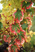 Vine leaves in autumn, Provence, France