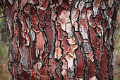 Bark of Maritime pine (Pinus pinaster), Provence, France