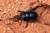 Bloody-nosed beetle (Timarcha tenebricosa) on sand, Provence, France