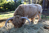 Highland-bred bull eating hay