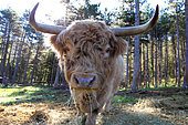 Highland-bred bull eating hay