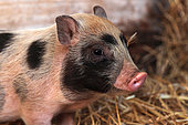 Portrait of a domestic dwarf pig