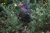 Coucou de Rennes breed Hen in tall grass, Provence, France