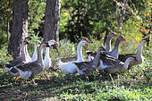 Group of geese walking in a backyard, France