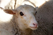 Portrait of a Sheep, Provence, France