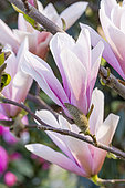 Saucer Magnolia, Magnolia soulangeana ‘Alexandrina’, flowers