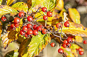 Hawthorn, Crataegus venustula, berries