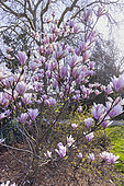 Saucer Magnolia, Magnolia soulangeana ‘Alexandrina’, in bloom