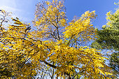 Golden rain tree, Koelreuteria paniculata, in autumn