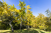 Maidenhair Tree, Ginkgo biloba, in autumn