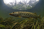 Young Northern pike (Esox lucius) moving in Le Cher river - city of Selles sur Cher - France