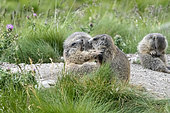 Alpine Marmot (Marmota marmota), young playing, Alpes de Haute Provence, France