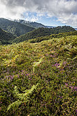 Moor and Iraty forest, Basque Country, France