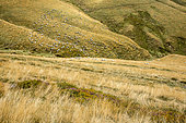 Herd of sheep in a mountain pasture, Iraty, Basque Country, France