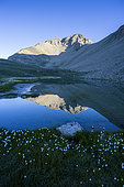 Cotton grass and Aupillon lake, Ubaye Valley, Alpes de Haute Provence, France
