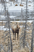 Alaskan Moose (Alces alces gigas) in spring, Denali National Park, Alaska, USA