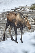 Alaskan Moose (Alces alces gigas) in spring, Denali National Park, Alaska, USA