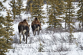 Alaskan Moose (Alces alces gigas) walking in snow in spring, Denali National Park, Alaska, USA