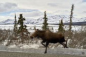 Alaskan Moose (Alces alces gigas) on the road in spring, Denali National Park, Alaska, USA